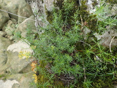 Galium pumilum