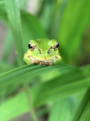 Hyla japonica