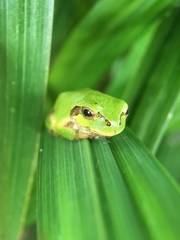 Hyla japonica