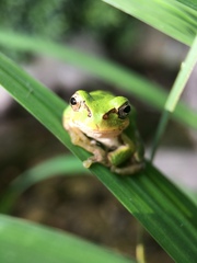 Hyla japonica