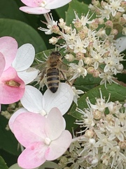 Apis mellifera