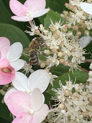 Apis mellifera