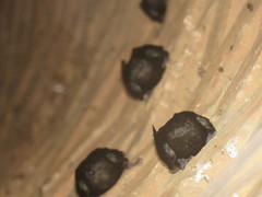 Chaetura brachyura