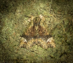 Tamba conscripta