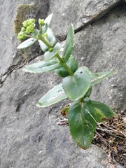 Hylotelephium