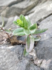 Hylotelephium