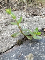 Hylotelephium