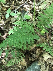 Woodsia obtusa
