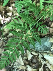 Woodsia obtusa