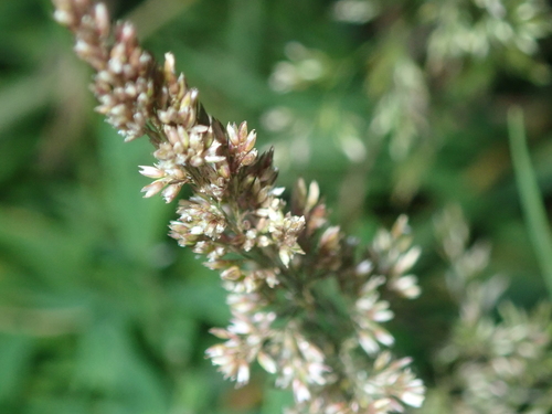 Polypogon viridis