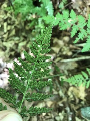 Woodsia obtusa
