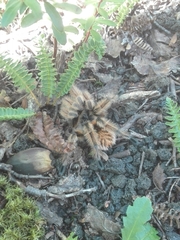 Phrixotrichus vulpinus