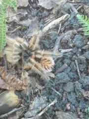 Phrixotrichus vulpinus