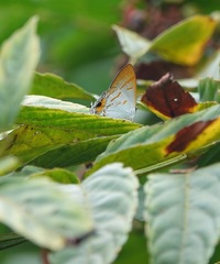 Hypolycaena thecloides
