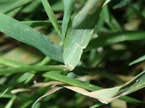 Polypogon viridis