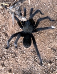 Aphonopelma gabeli