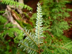 Tsuga sieboldii