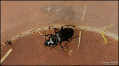 Pterostichus melas