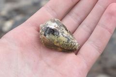Conus catus