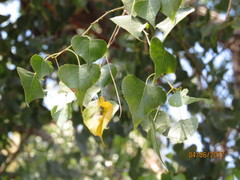 Populus fremontii