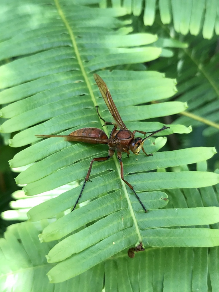 Polistes strigosus