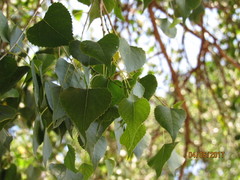 Populus fremontii