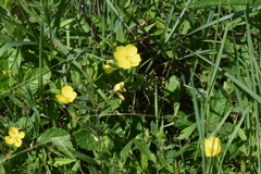 Oenothera pilosella