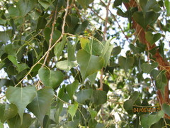 Populus fremontii