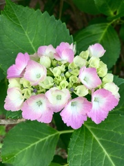 Hydrangea