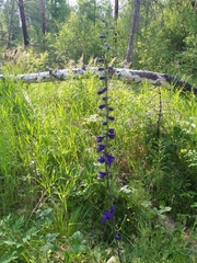 Delphinium crassifolium