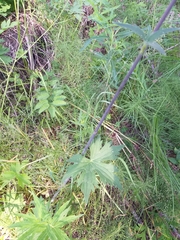 Delphinium crassifolium