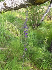 Delphinium crassifolium