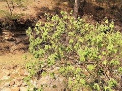 Heliocarpus pallidus
