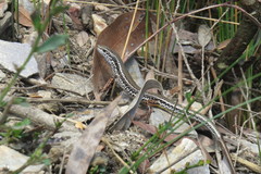 Ctenotus labillardieri