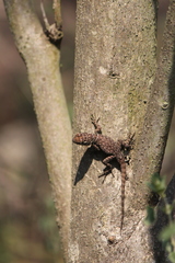 Sceloporus minor