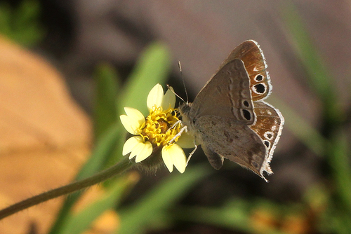 Common Black-eye