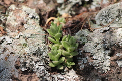 Sedum ebracteatum