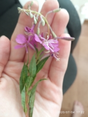 Chamaenerion angustifolium