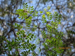 Libidibia sclerocarpa