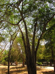 Libidibia sclerocarpa