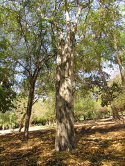 Libidibia sclerocarpa