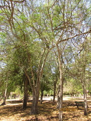 Libidibia sclerocarpa