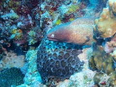 Gymnothorax thyrsoideus