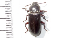 Neatus tenebrioides