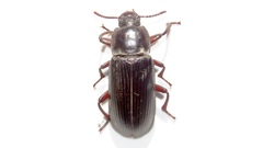 Neatus tenebrioides