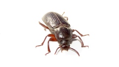 Neatus tenebrioides