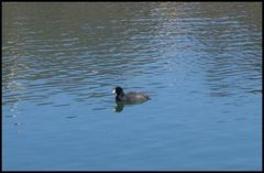 Fulica americana