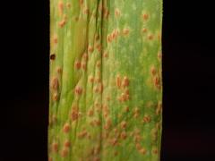 Puccinia allii