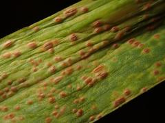 Puccinia allii