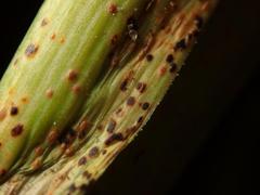 Puccinia allii